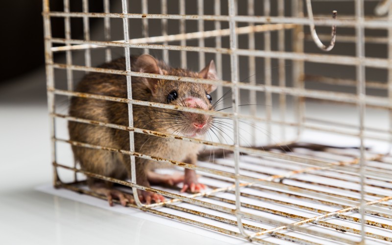 How does a pest problem impact your business?