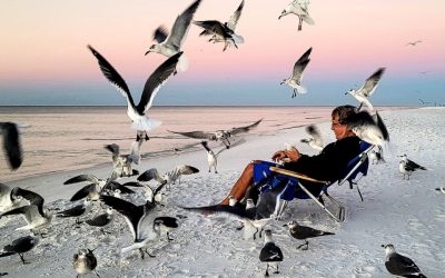 Effective Bird Control Solutions for Urban Areas