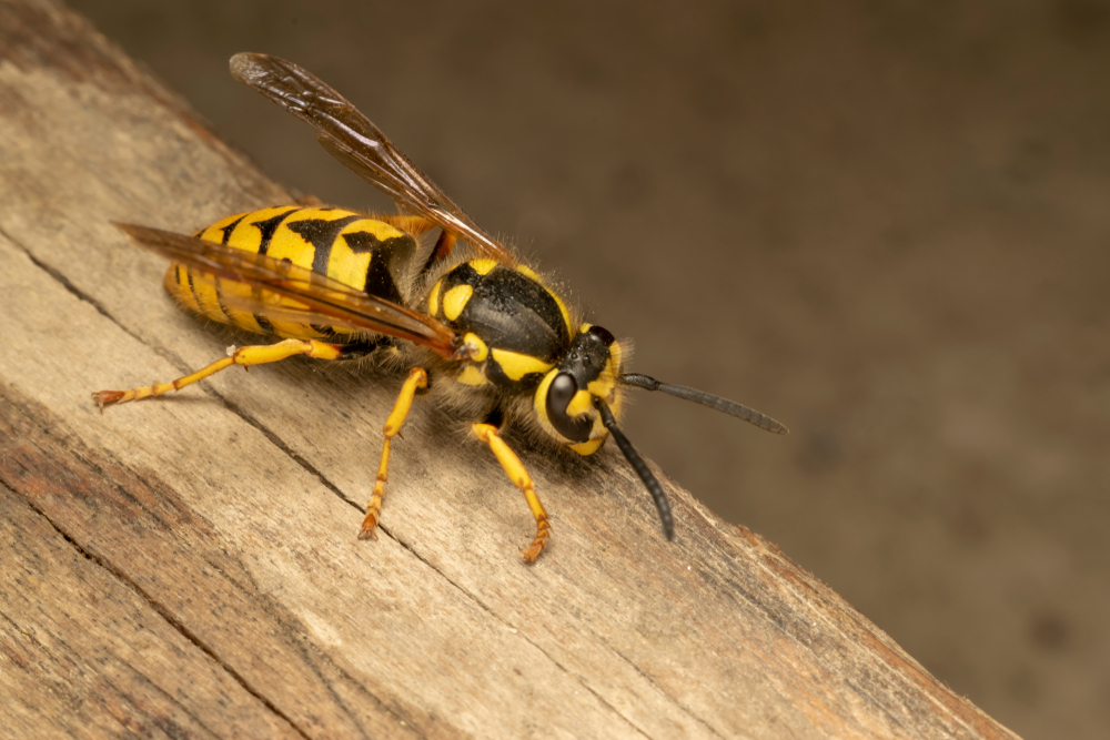 pest infestation in Scotland