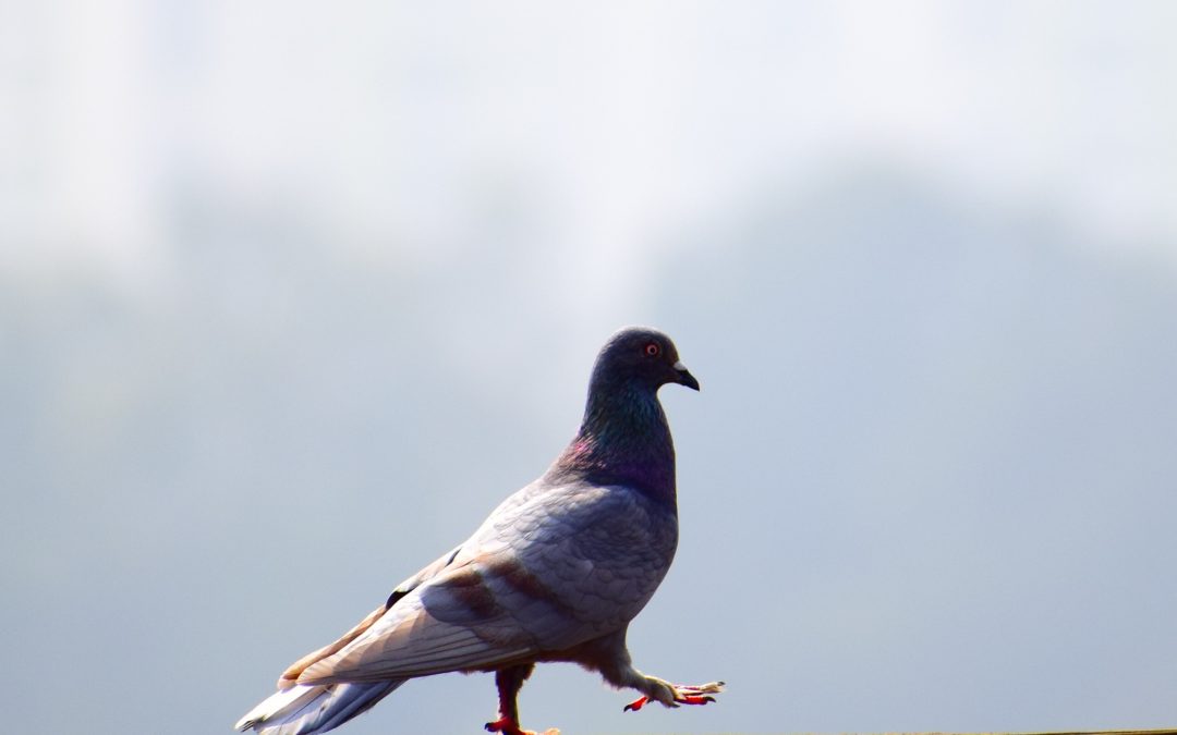 pigeon bird removal fife