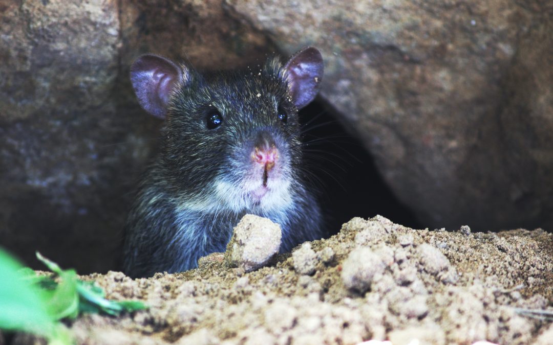 Rat Removal Services Scotland