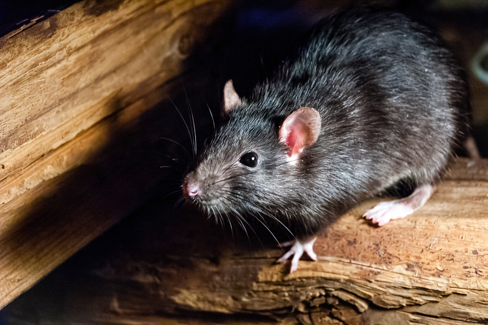 Rodent Control – Pest Rat & Mouse Control
