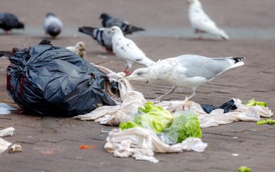 How to solve problems like Seagulls in Scotland