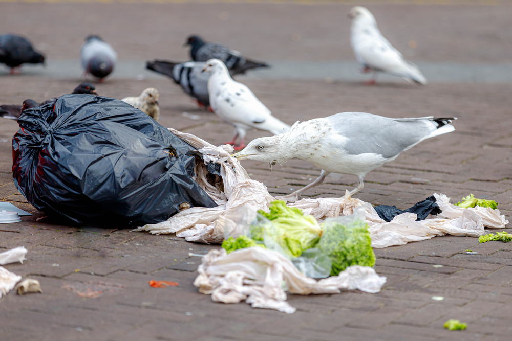 How to solve problems like Seagulls in Scotland