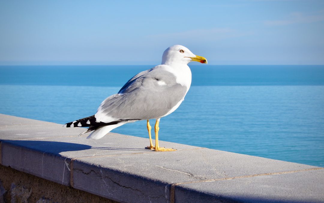 Seagull Control in Scotland – What are the rules and laws?