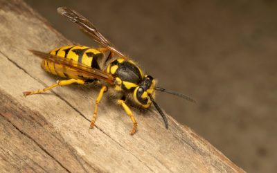 Mitar Enviro – Pest Control Company based in Scotland