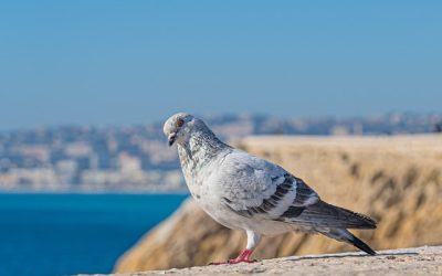 How to Remove Pigeons Scotland