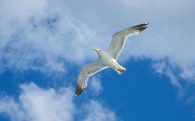 Tackling Seagull Infestations in Scotland