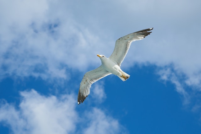 seagull infestations in Scotland
