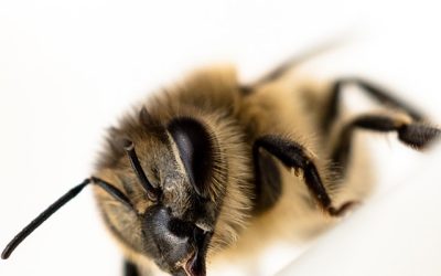 Wasp Nest Removal Scotland