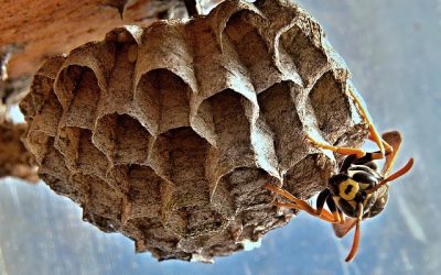 Professional Wasp Nest Removal Scotland