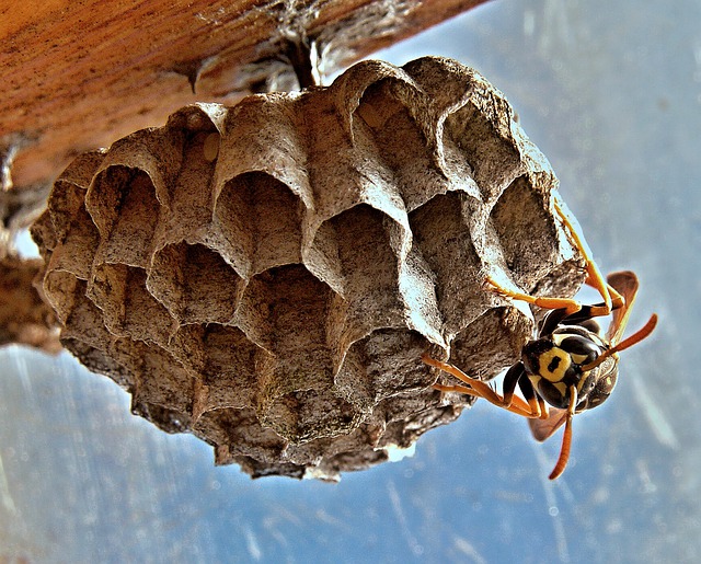 Wasp Nest Removal West Lothian