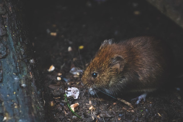 Pest Control in West Lothian