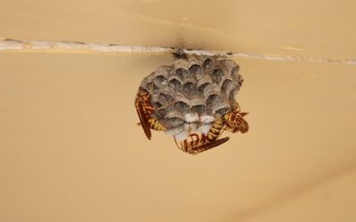 Wasp Nest Removal in Scotland