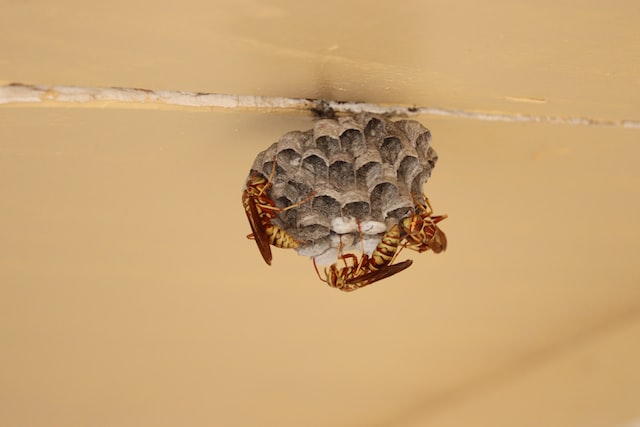 Wasp nest removal in Scotland