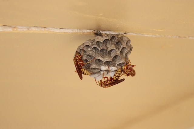 Wasp Nest Removal in Scotland