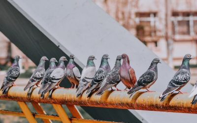 Bird Removal in Scotland