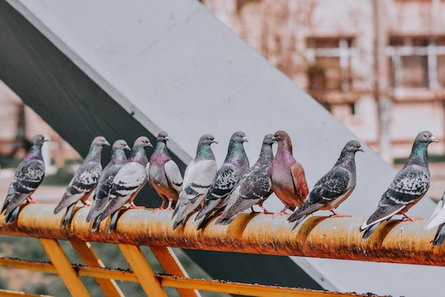 Bird Removal in Scotland