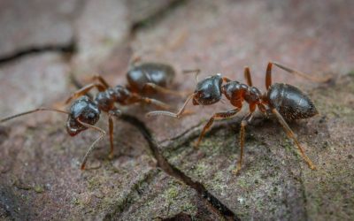 Addressing Ant Infestations in Scotland