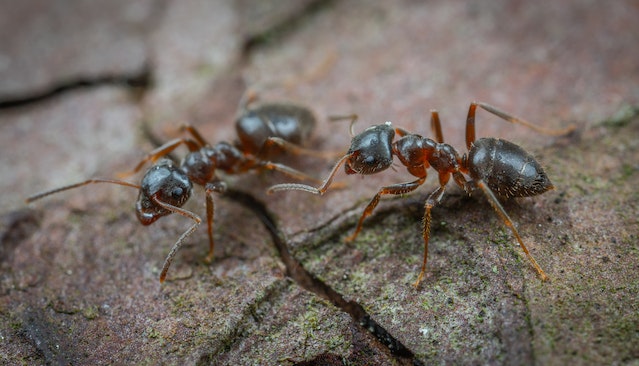 Ant Infestation in Scotland