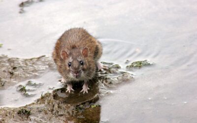 Rat Removal Service Scotland