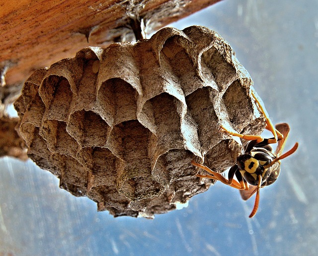 wasp nest removal in Glasgow