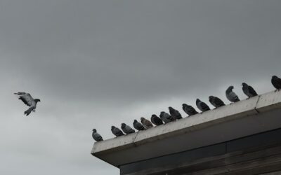 Safe Bird Removal in Scotland