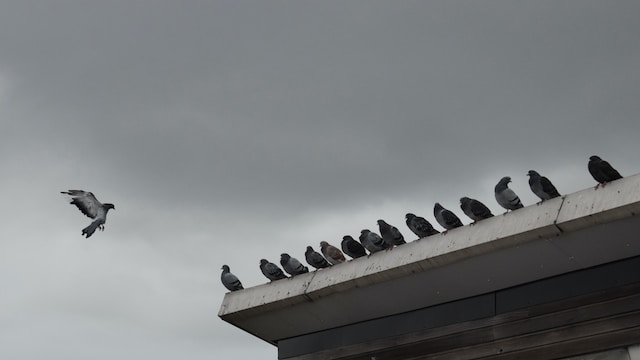 safe bird removal in Scotland