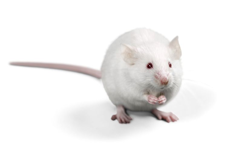 Rodent Control Scotland: Protecting Your Business from Pest Infestation