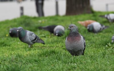 Commercial Pest Control Glasgow: Protecting Your Business and Reputation