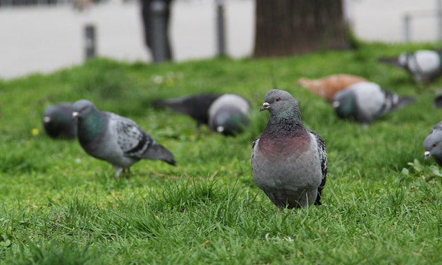 Commercial Pest Control Glasgow: Protecting Your Business and Reputation