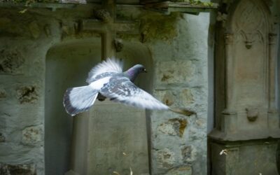 Pigeon Removal Scotland