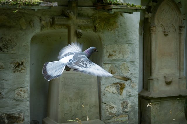 Pigeon Removal Scotland